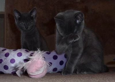 12 week old kittens