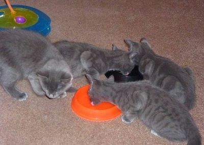 Kittens eating!