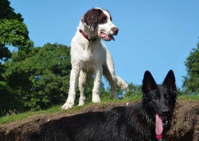 Nevis is top dog!