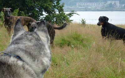 Dog walking in Erskine! Dog walking in Erskine!
