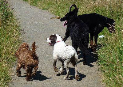 The dogs sticking together!