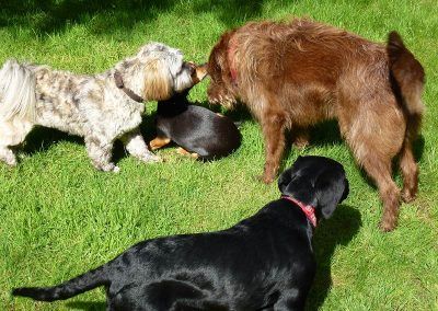 A wee pack greeting!