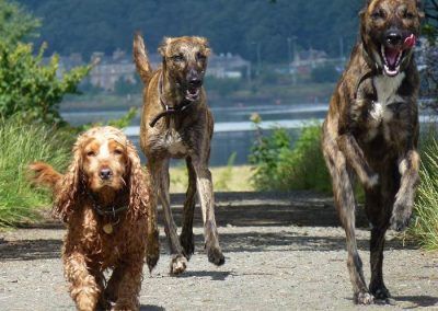Dog walking Renfrew dog Jay