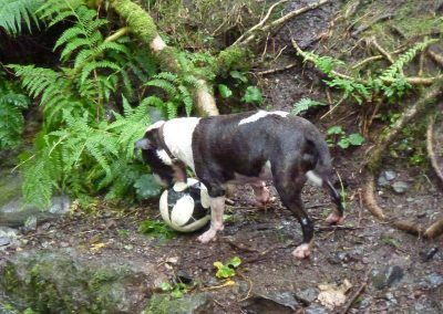 We meet up with Wilfred on way home!