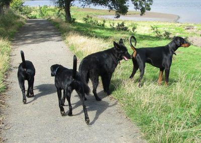 The pack on a walk at Erskine beach!