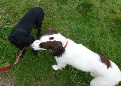 Labrador and Springer puppies!