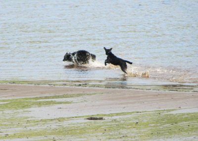 Skye and Brodie running through the Clyde!