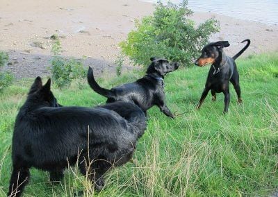 Brodie and Rory playing!