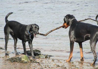 Brodie and Rory share a stick!