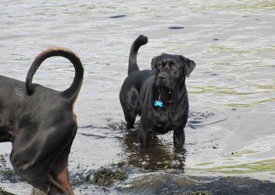 Deaf black labrador Harris!