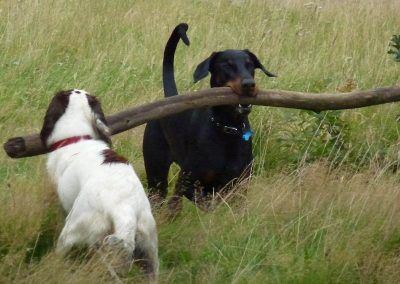 Rory with stick!