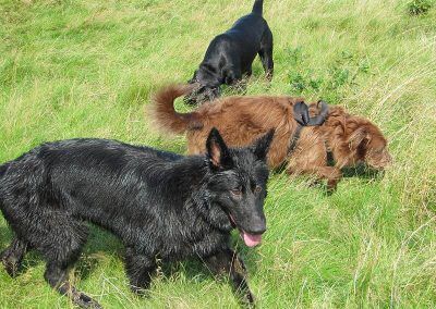 Ruby and company on the longer grass!