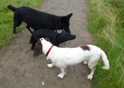 Beau gets let off lead to great the others!