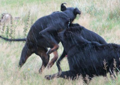 Dogs playing in the rain!