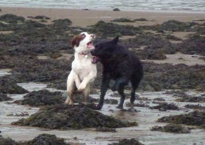 Young dogs playing in Erskine