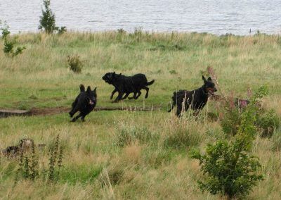 The dogs running around in circles!