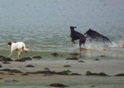 Dogs running in the River Clyde!