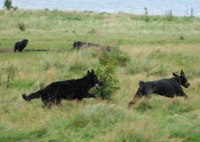Skye goes after Rory with Harris in the background!