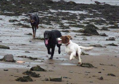 Dog walking on the beach