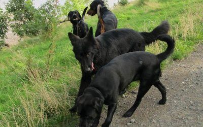 Skye loves her new friends! Skye loves her new friends!