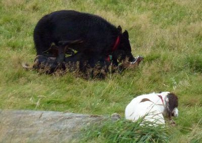 Nevis watches Skye and Rory!
