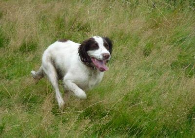 Springer spaniel Nevis!