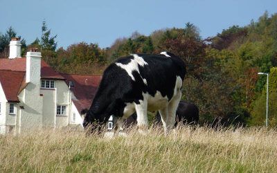 A cow that we passed! A cow that we passed!