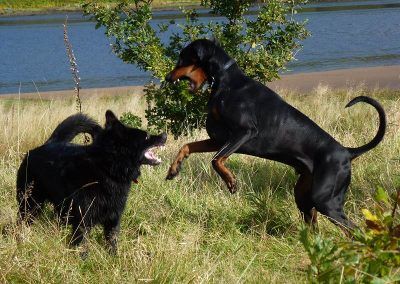 The dogs just love to play!