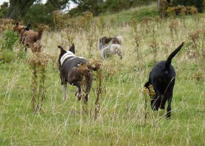 Running to the loch!