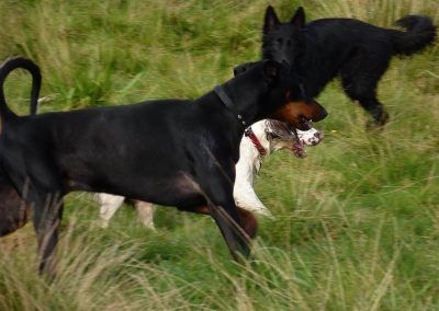 Rory, Nevis and Skye!