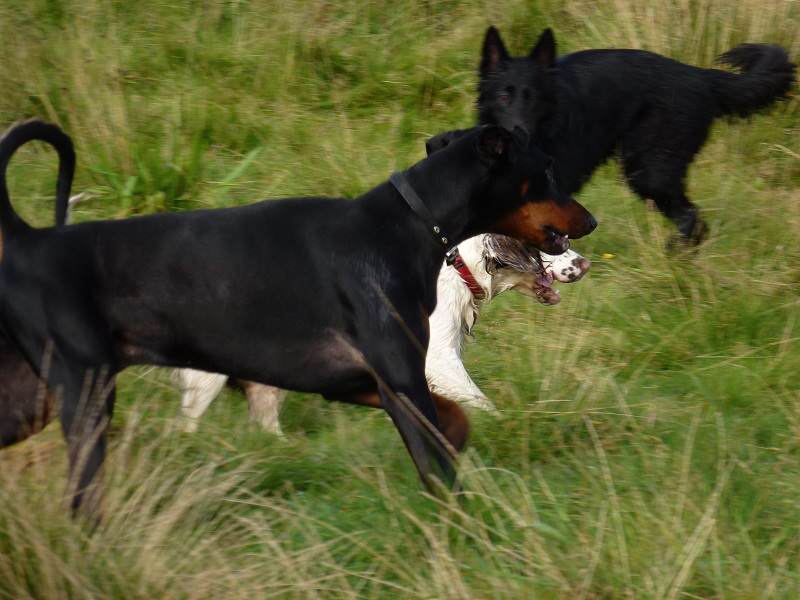 Dog walking Bishopton Springer Spaniel with the team