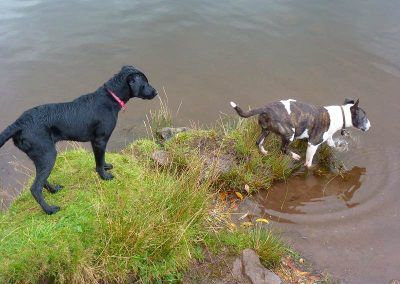 Beau watches Wilfie!