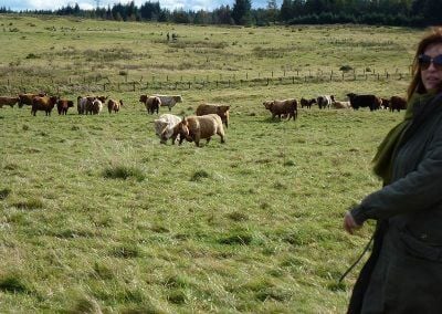 Highland cows at the braes