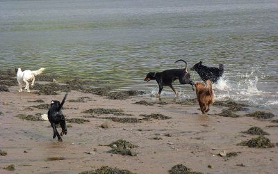 The pack on the run!
