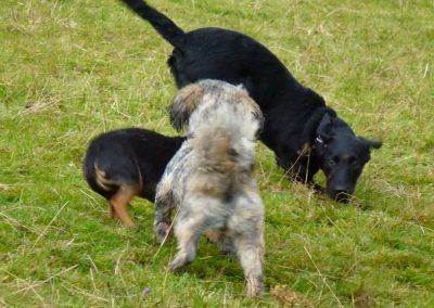 Ruffles, Chilli and Beau play!