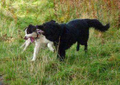 Young dogs playing!