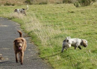 Charlie (top), Ruby and Ruffles