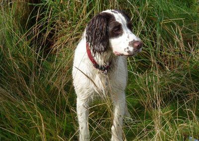 Nevis is now a young adult!
