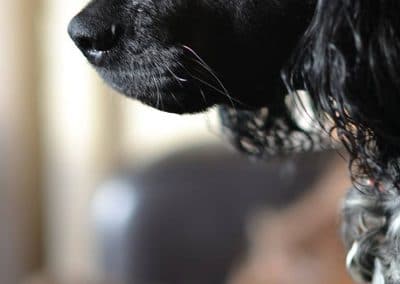 blue roan cocker up close