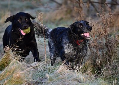 black labrador and blue roan cocker