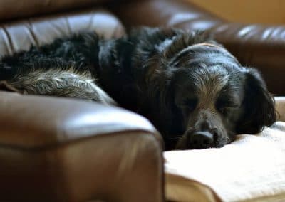 blue roan cocker spaniel sleeping
