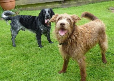 blue roan cocker spaniel