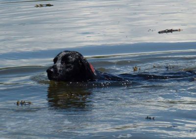 blue roan cocker spaniel swimming