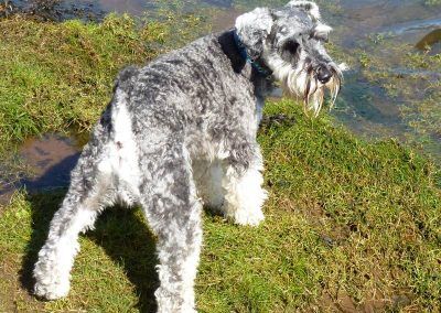 Blue the Miniature Schnauzer