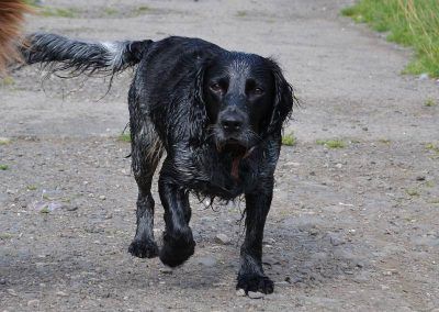working cocker spaniel