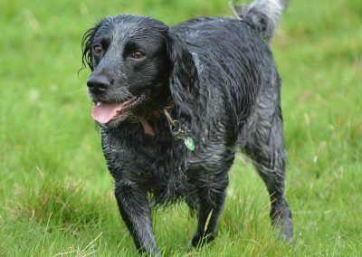working blue roan cocker spaniel