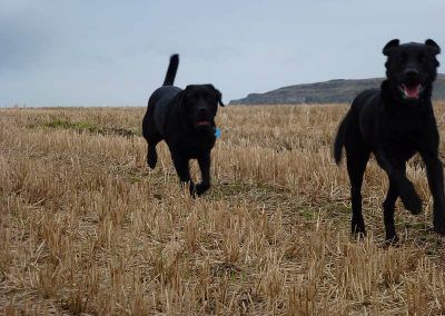 Pet care for two lovely Bishopton dogs