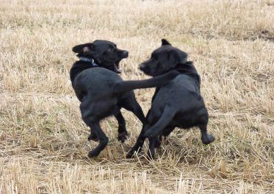Brodie and Harris play!