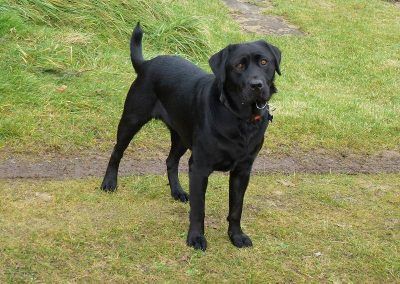 Harris the show Labrador!