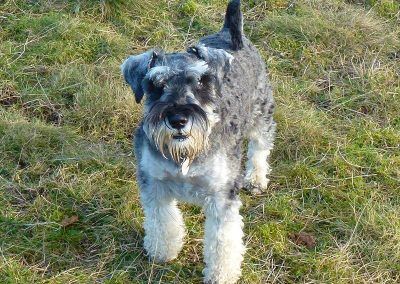 miniature schnauzer standing